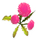 Pink Dandelion.png