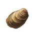 Oyster