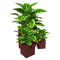 Large Calathea.png