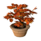 Red Small Tree.png