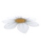 Daisy Rug.png