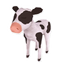 Calf