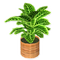 Potted Calathea.png