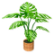 Potted Monstera.png