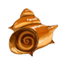 Desert Snail