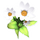 Daisy.png