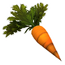 Carrot