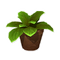 Small Mysterious Plant.png