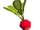 Radish
