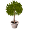 Shrub Potted.png