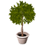 Potted Shrub