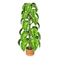 Potted Philodendron.png