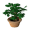 Green Small Tree.png