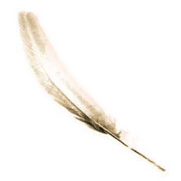White duck feather on sale