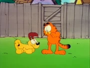 Which is Smarter?: Odie gets excited by the prospect of fetching Jon's old sock.