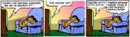 Where is the house cat?