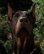 Luca