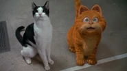 Persnikitty and Garfield