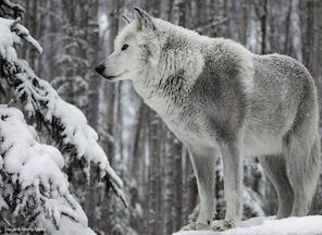 LWhite Wolf