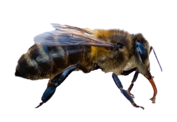 360?cb=20240817131928