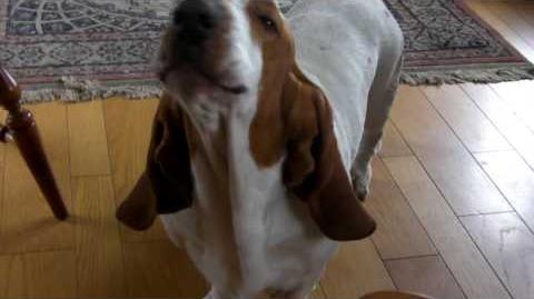 HAL basset hound --- Howling