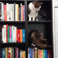 Cats-in-shelf