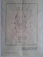 MP-4 instruction (back)