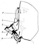 Cut drawing of the mask, Fi: filter thread; A: exhale valve; L: Tissot-tubes; E: intake valve; F: eyepiece.