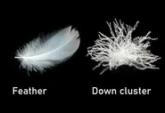 Difference between feathers and down clusters.