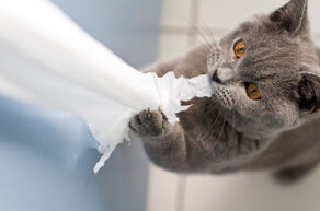 Gato enpapel.jpg