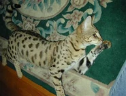 Savannah2.jpg (70 kB)