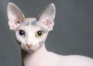 Sphynx4