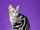 Gato american wirehair