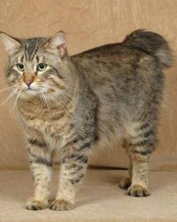 Gato Pixie Bob Wiki Gatopedia Fandom Gato Pixie Bob Wiki Gatopedia Fandom
