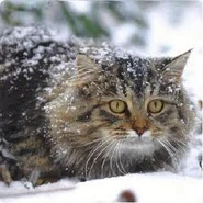 Siberiano4.jpg (10 kB)