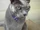 Gato azul ruso