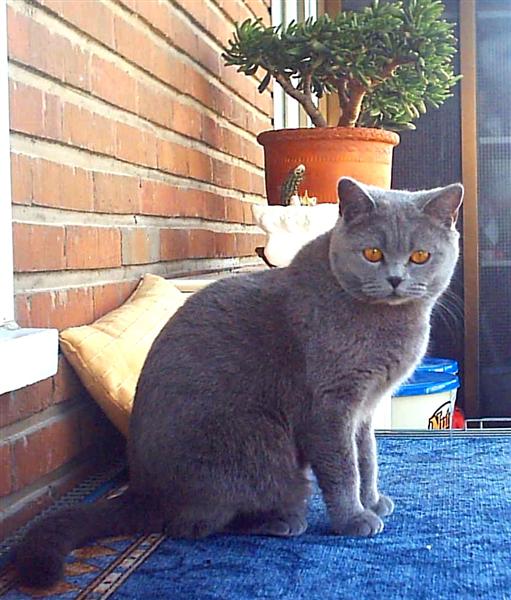 Viaje Duplicación Generalmente Gato británico azul | Wiki Gatopedia | Fandom