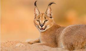 Caracal caracal - Wikipedia, la enciclopedia libre