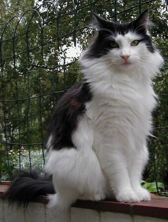 Gato Bosque De Noruega Wiki Gatopedia Fandom