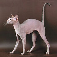 Peterbald2