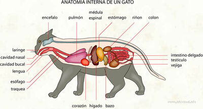 AnatomíaGato