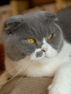 Gato fold.jpg (16 kB) Un gato fold