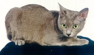 Korat5.jpg (13 kB)