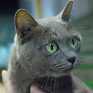 Korat4