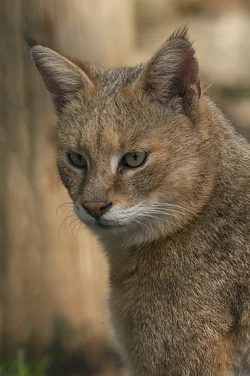 El gato de la jungla