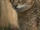 Gato de la jungla