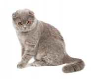 Scottish-fold-gato.jpg (70 kB) Scottish Fold