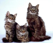 Siberiano6.jpg (32 kB)