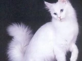 Gato angora turco