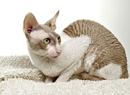 Cornish-rex5